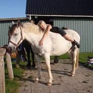 Welsh Cob (sec D) Hanko