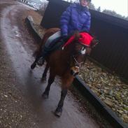 Anden særlig race Berta