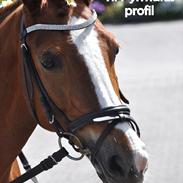 DSP Pyrrhula [Himmelhest]