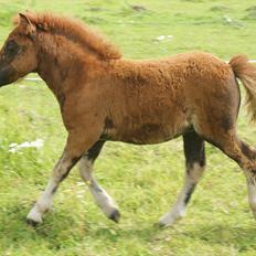 Shetlænder Justenborgs Legacy