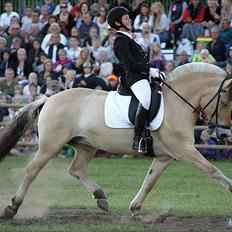 Fjordhest Fønix Elsa