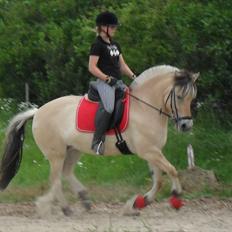 Fjordhest Fønix Elsa