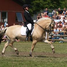 Fjordhest Fønix Elsa