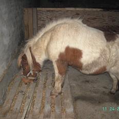 Shetlænder Bibi ogs kaldt Fifi