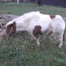 Shetlænder Bibi ogs kaldt Fifi