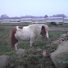 Shetlænder Bibi ogs kaldt Fifi