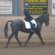 DSP Horsmarks Liberkin (DSP)