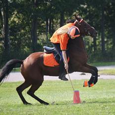 Anden særlig race Dreamcatcher