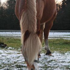 Hollandsk Sportspony Mads