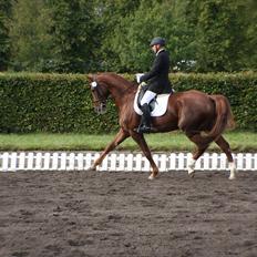 Dansk Varmblod French Kiss(Røde)