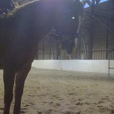 Anden særlig race Thunder Boy