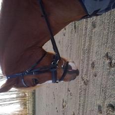 Anden særlig race Thunder Boy