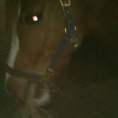 Anden særlig race Thunder Boy