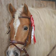 Haflinger Angelique