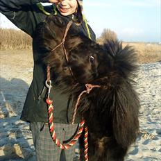 Anden særlig race Standgaardens Lucas.