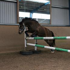 Anden særlig race Tarzan