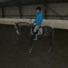 Anden særlig race Mathilde (Rideskolehest)