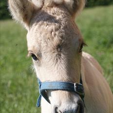 Fjordhest TOFTEGÅRDENS TJALFE
