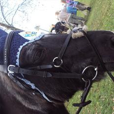 Anden særlig race Hannibal R.I.P.