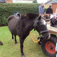 Anden særlig race Hannibal R.I.P.