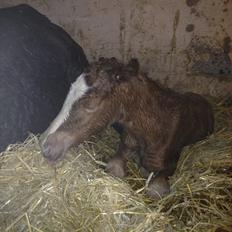 Anden særlig race Antos Zakita Julia Perfect