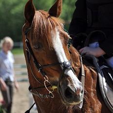 DSP Pyrrhula [Himmelhest]