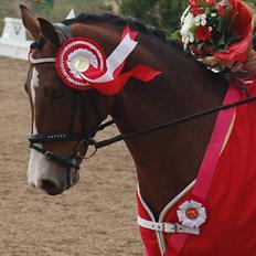 DSP Røgild´s Nikos A-pony