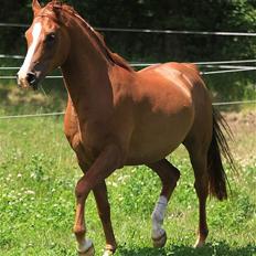 Arabisk fuldblod (OX) Shah Siimzek