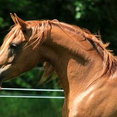 Arabisk fuldblod (OX) Shah Siimzek