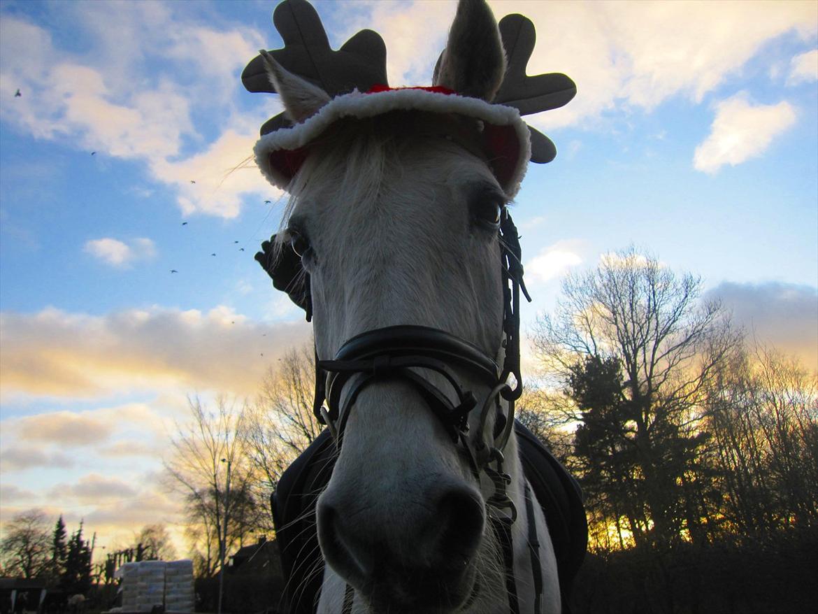 Connemara Flash Point Hedelund ~Polle~ RIP - Nr. 16
Julen 2011! 19 dec. <3 billede 16