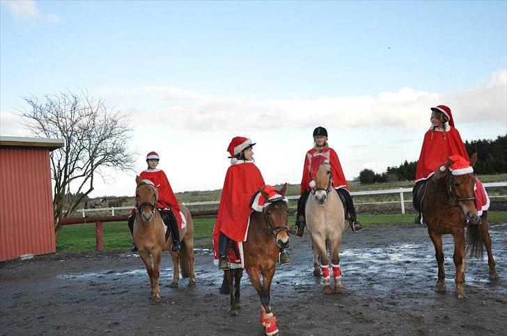 Fjordhest Buller - Til juleopvisning på TØR billede 5