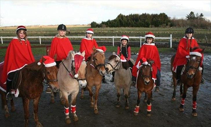 Fjordhest Buller - Juleopvisning på TØR billede 4