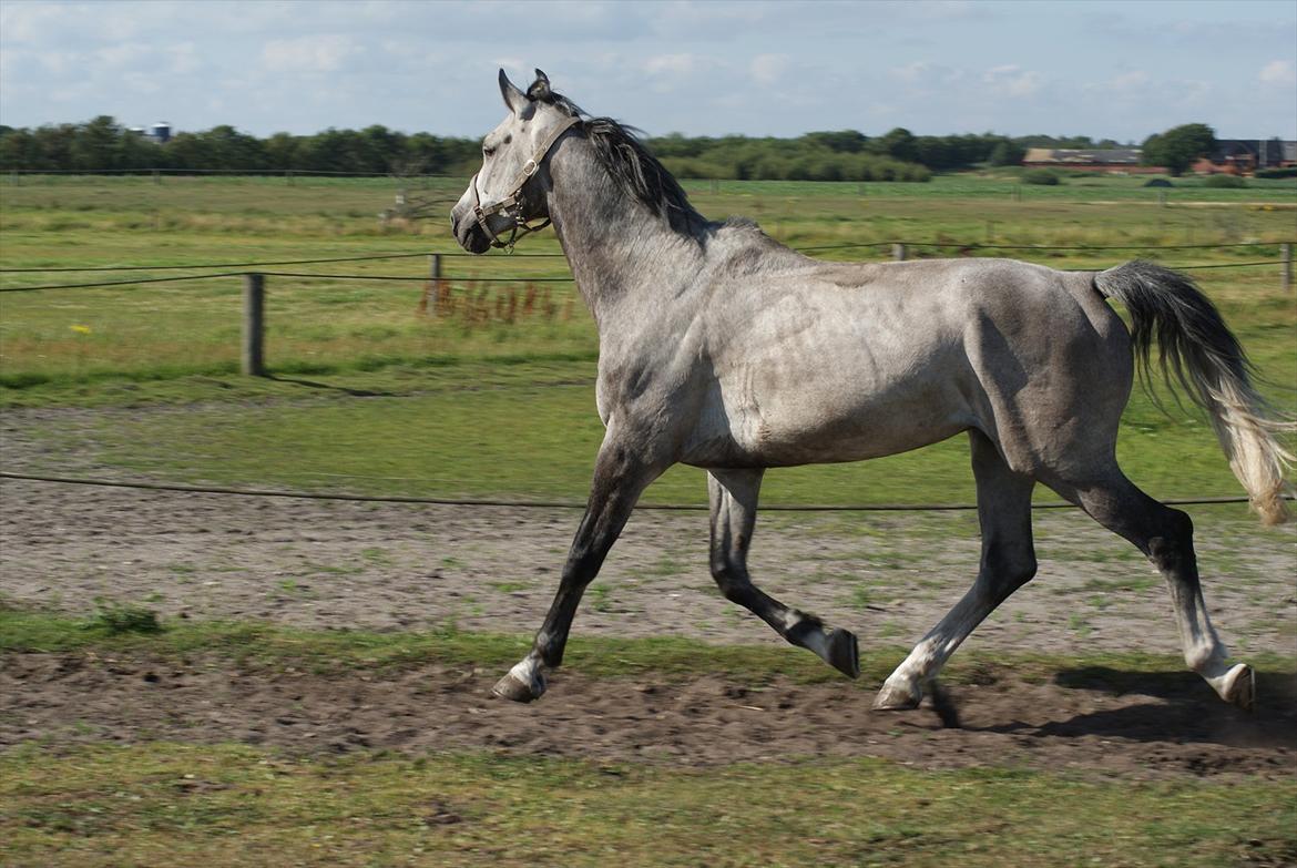 Dansk Varmblod Casper <3 - Første gang på fold hjemme, da jeg lige havde fået ham <3 :) billede 11