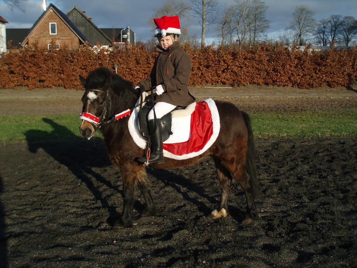 Dartmoor Amalie Ronda (Chili) billede 10