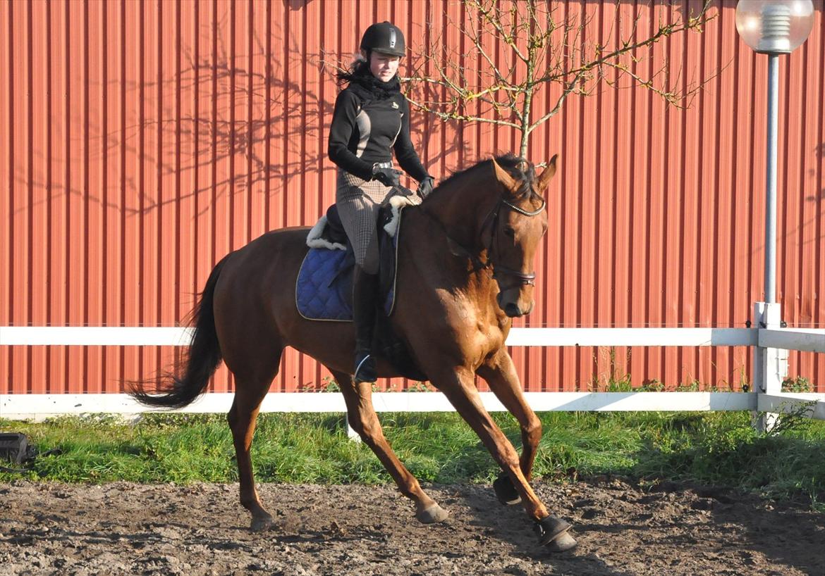 Trakehner Herbstrose - # 11 kontragallop sep 2011 billede 11