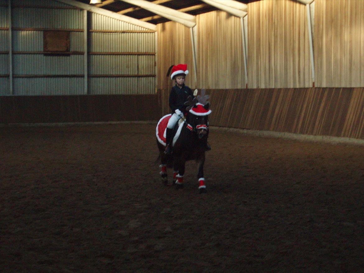 Dartmoor Amalie Ronda (Chili) billede 11