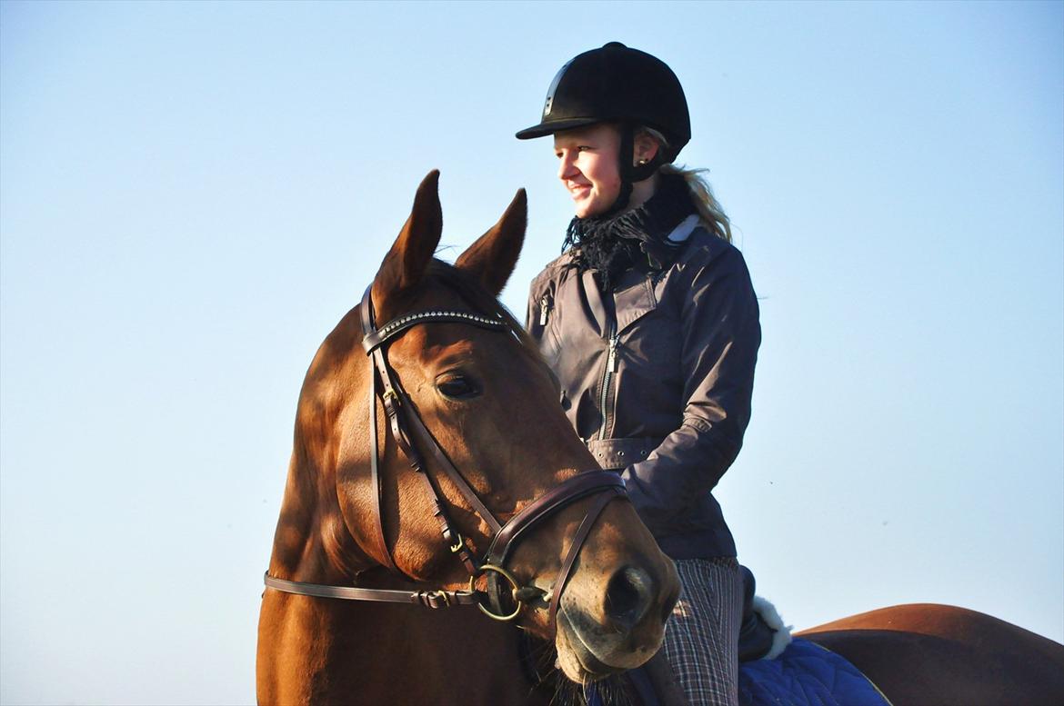 Trakehner Herbstrose - #9 sep 2011 billede 9