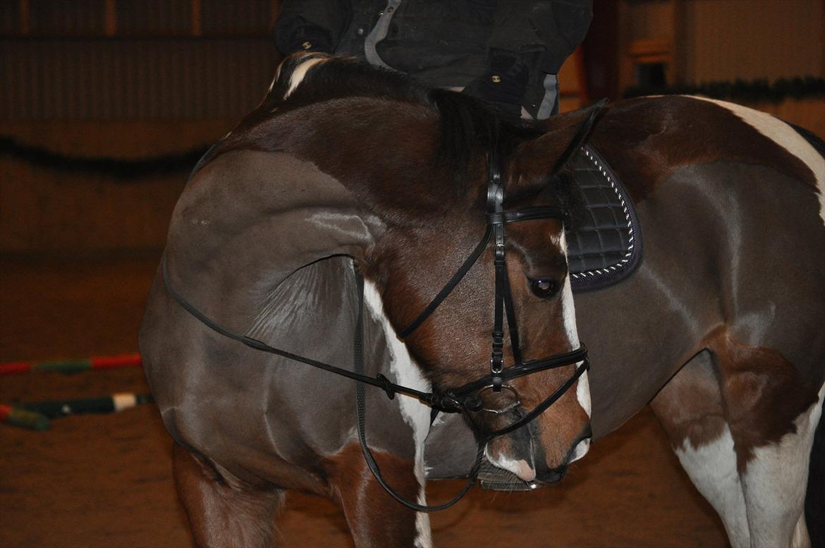 Anden særlig race Matell  billede 12