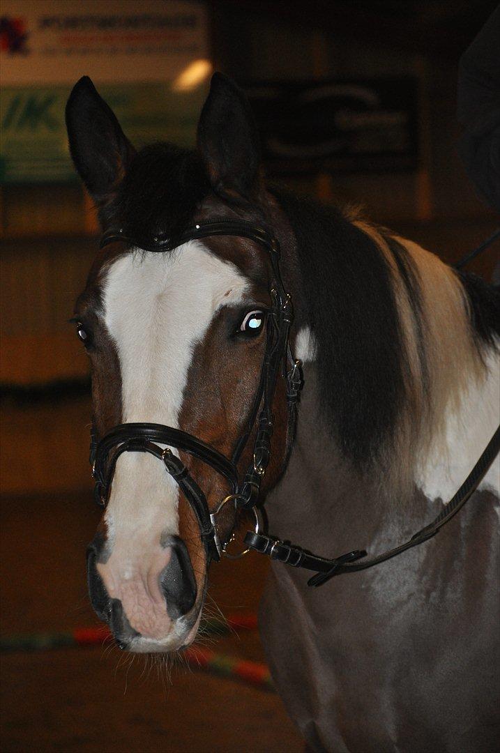 Anden særlig race Matell  billede 14