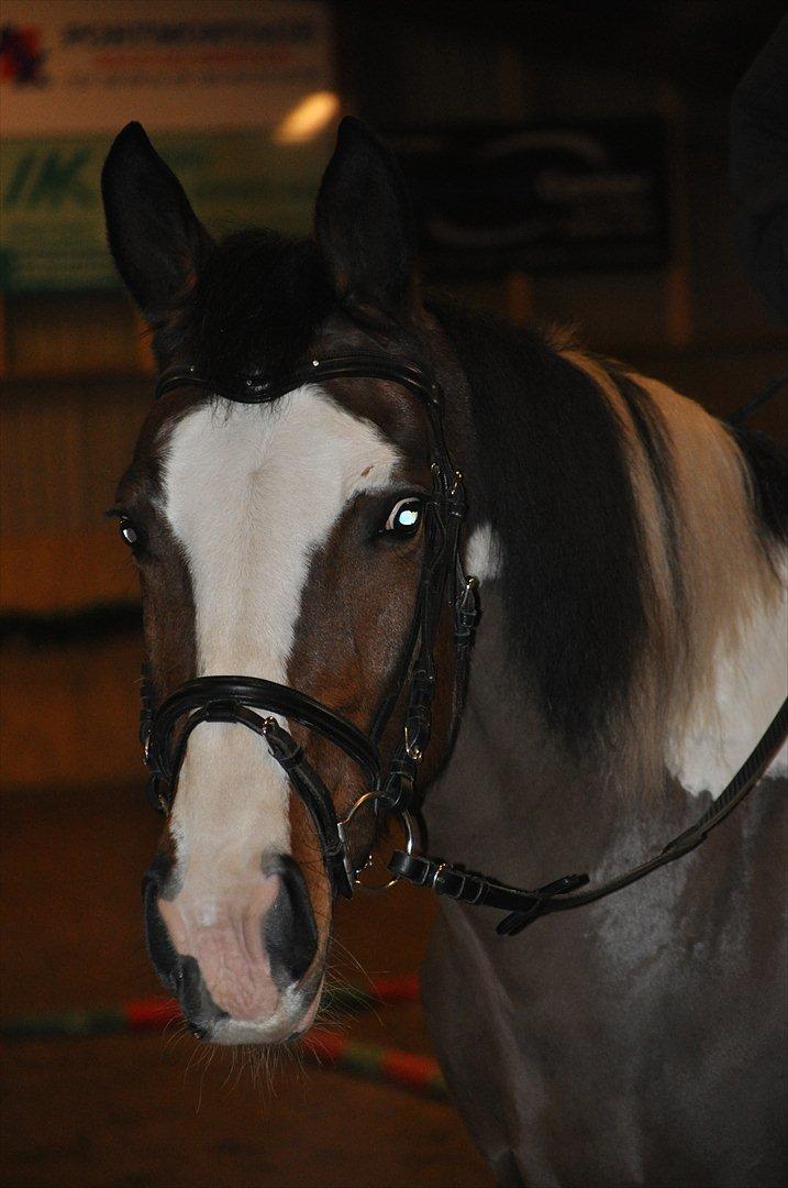 Anden særlig race Matell  billede 15