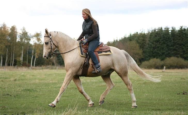 Palomino Engvangs Casanova - Træning på marken, efterår 2010 billede 11