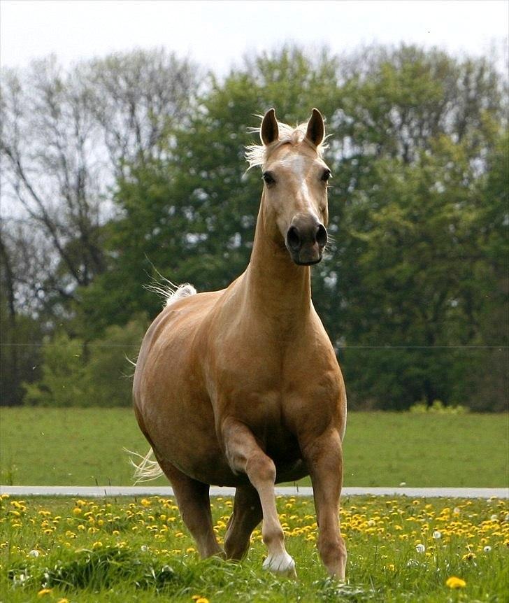 Palomino Engvangs Casanova - "Jeg kommer nuuuuu!" billede 12