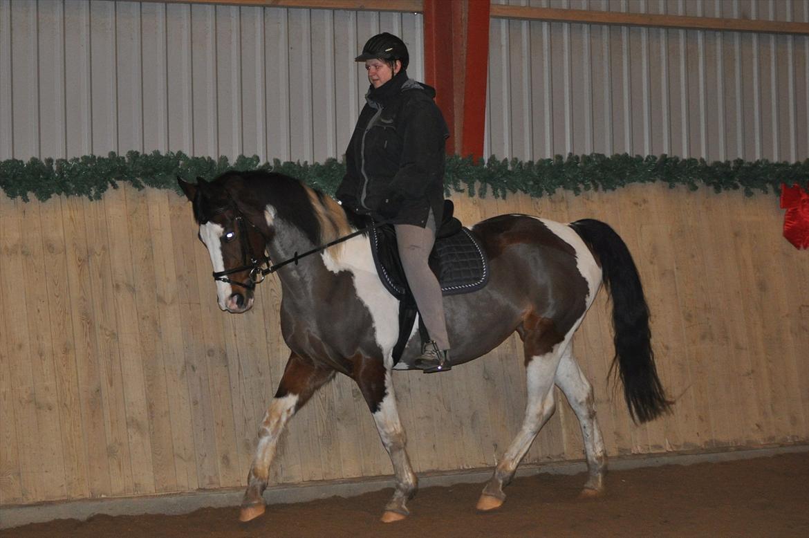 Anden særlig race Matell  billede 16