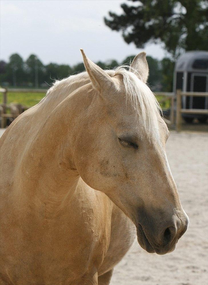 Palomino Engvangs Casanova - Nova er meget en tænd-og-sluk hest. Han kan være vild og ustyrlig det ene øjeblik, men du kan sagtens slukke ham igen. Min sovende mus <3 billede 14
