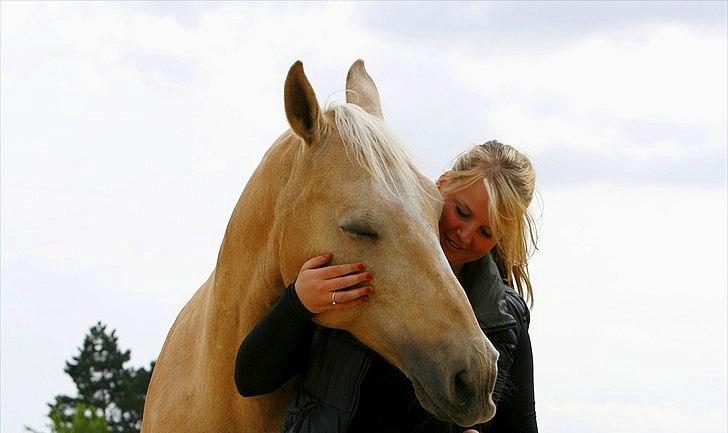 Palomino Engvangs Casanova - En skøn og rolig hest, når man vil ha' det. :) billede 10