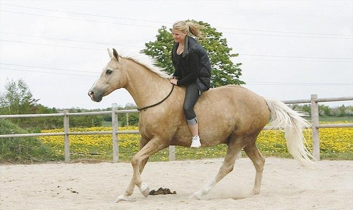Palomino Engvangs Casanova - Træning uden udstyr. En hest, der er redet med benene! billede 15