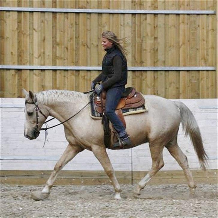 Palomino Engvangs Casanova - Træning i ridehus, dygtig og blød hest :) billede 17