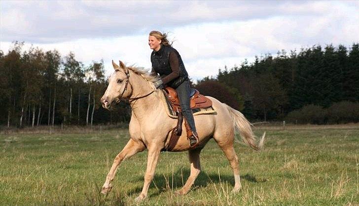 Palomino Engvangs Casanova - Galop i efterårssolen, 2011 billede 18