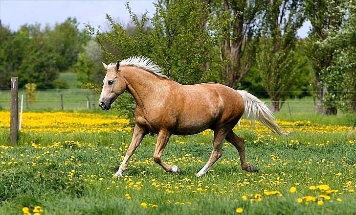 Palomino Engvangs Casanova - Se min smukke guld-dreng :) billede 6