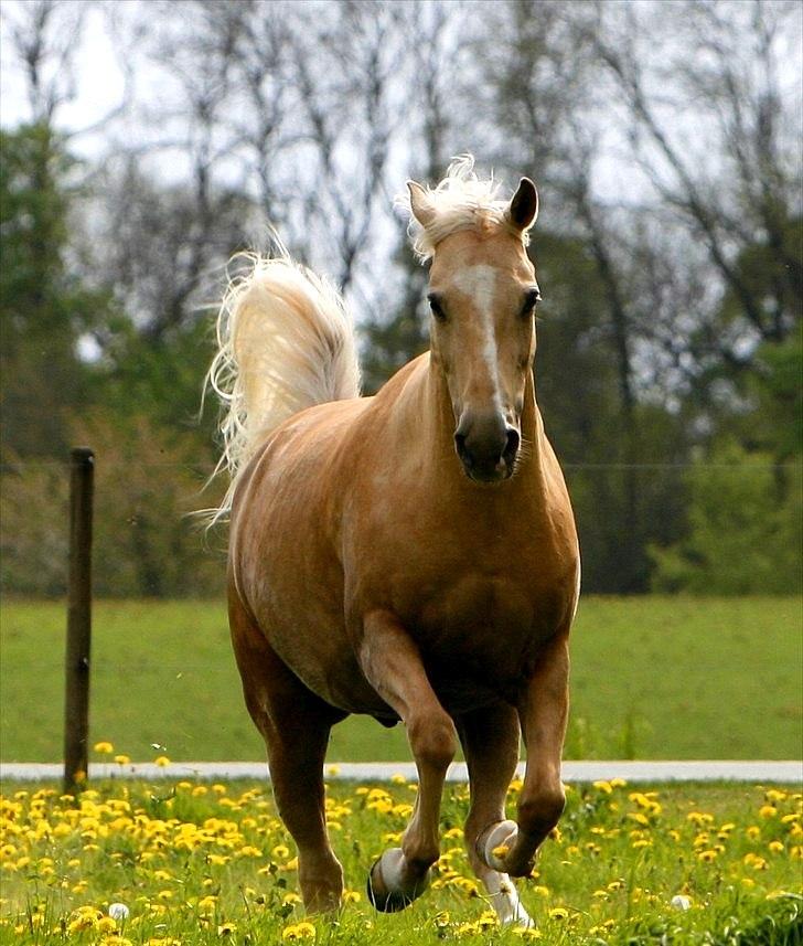 Palomino Engvangs Casanova - Hold kæft han er lækker! :) billede 3